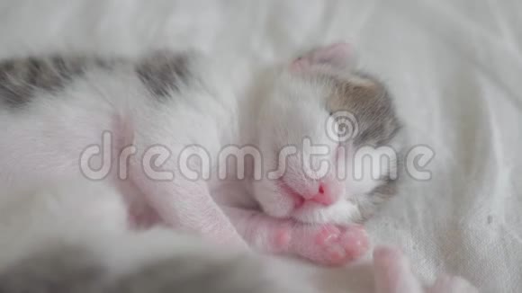 小可爱的新生小猫睡在床上小猫在梦中辗转反侧地嗅着抽搐着视频的预览图