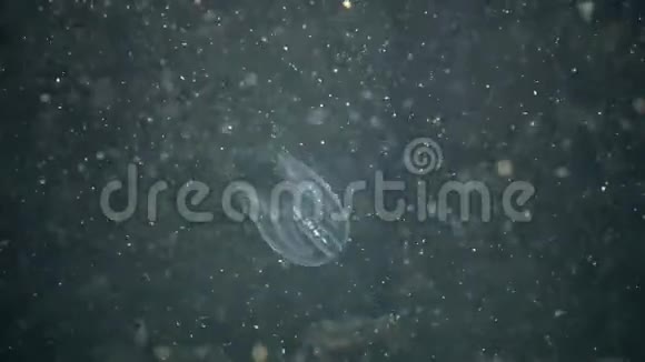 触角梳子侵入黑海水母视频的预览图