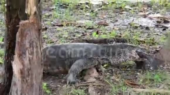 在热带丛林中巨型蜥蜴或科莫多龙正在猎杀一条生命淡水蛇头鱼这是罕见的景象视频的预览图