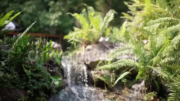 天堂丛林森林与美丽的瀑布在泰国翡翠池塘和外来植物1920x1080视频的预览图