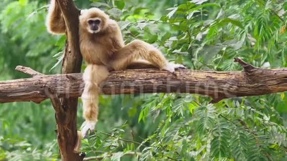 特写雌性白颊长臂猿白原叶绿体在野外坐在树上视频的预览图