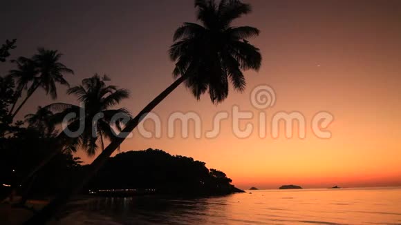 浪漫日落背景下棕榈树的剪影郭昌视频的预览图