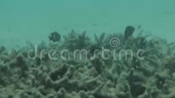 华丽的水下世界观死珊瑚礁海草白沙和绿松石水印度洋水下视频的预览图