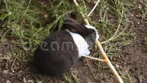 小兔子嚼着辫子视频的预览图