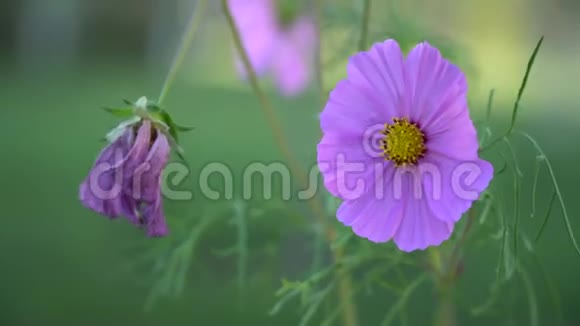 特写紫花在风中摇曳视频的预览图