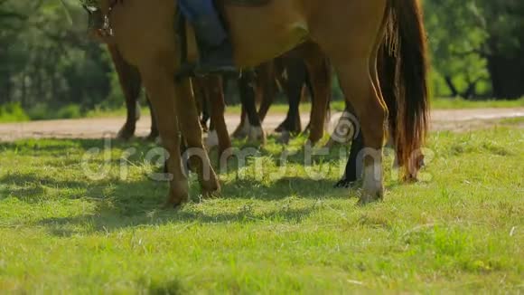 在绿色草地上排队的马视频的预览图