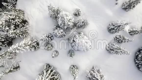 瑞士尤拉山上的雪树和森林视频的预览图