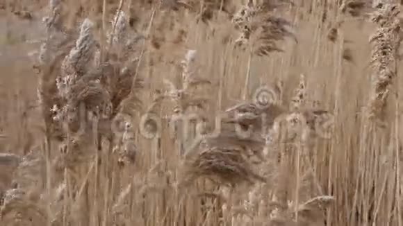 风中的湿地甘蔗视频的预览图
