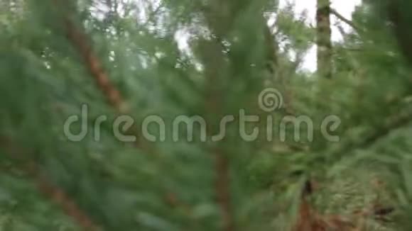 松林中的乡村别墅穿过绿色松针的小屋视频的预览图