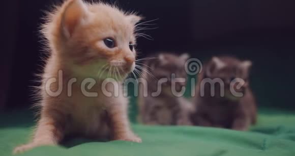 可爱的小猫在室内视频的预览图