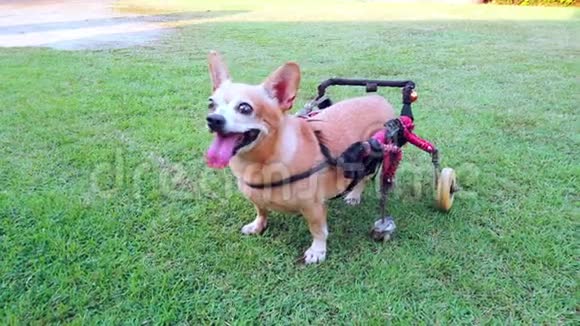 快乐可爱的小狗坐轮椅或手推车支撑腿在草地上行走超高清晰度视频的预览图