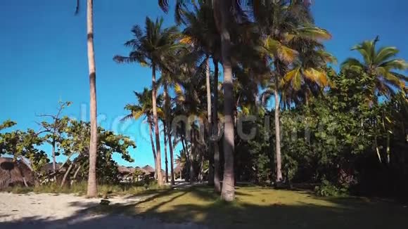 棕榈树的叶子在风中发展视频的预览图