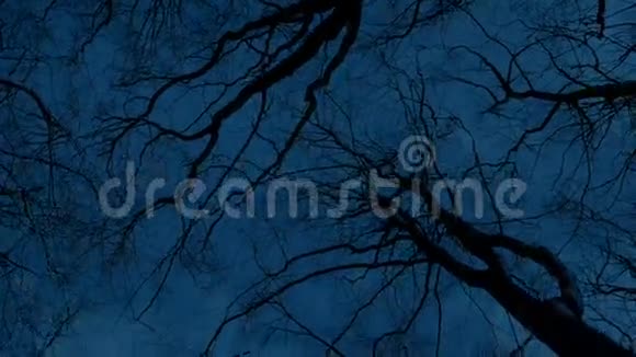 夜晚在裸露的树木下移动视频的预览图