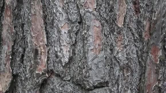 松树皮的质地森林里的树或松树树皮的背景视频的预览图