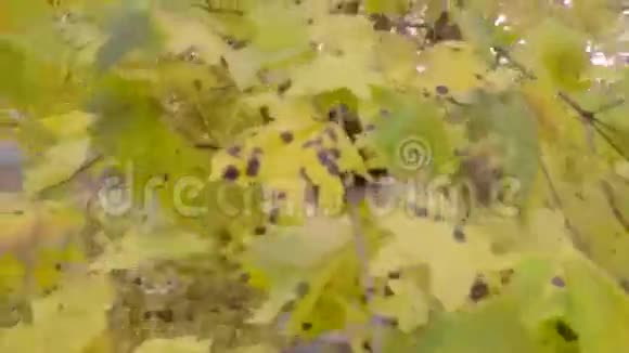 美丽的黑姑娘走在秋天的森林里手里捧着黄色的枫香视频的预览图
