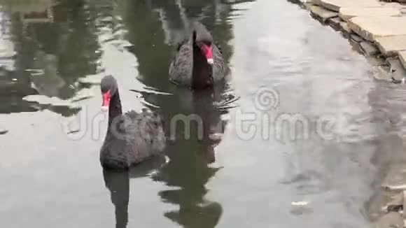 两只美丽的黑天鹅在湖里游泳一个清洁自己实时行动视频的预览图