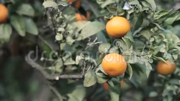 男人从树枝上摘橘子视频的预览图