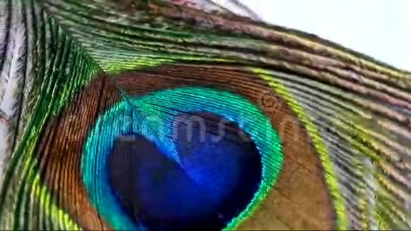 孔雀羽毛视频的预览图