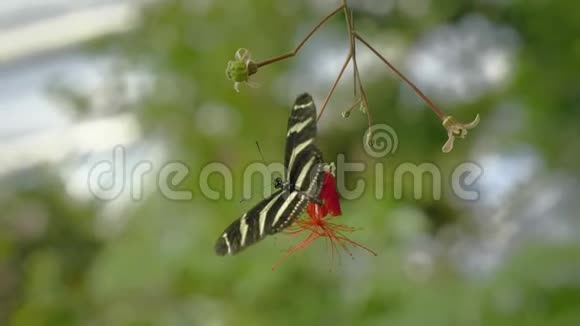 叶上黑白蝴蝶绿色植物坐蝶特写视频的预览图