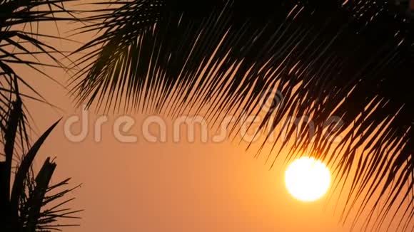 在棕榈叶的背景下大太阳的红日落之美令人惊叹视频的预览图
