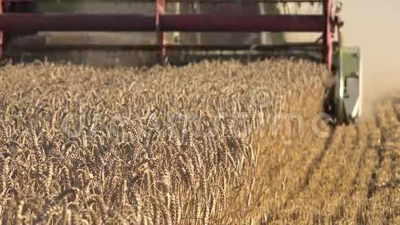 收获过程粮食麦田夏季季节性工作4K视频的预览图