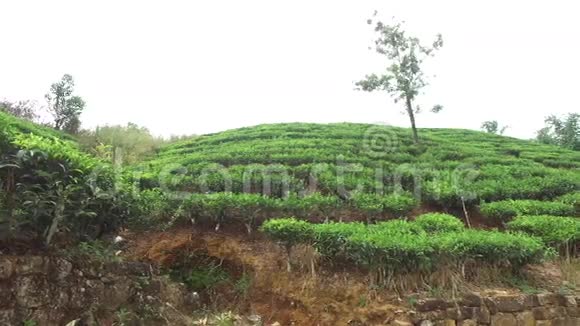 斯里兰卡的茶园视频的预览图