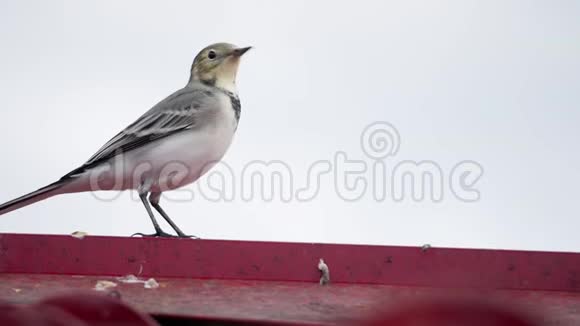 白色的摇尾鸟莫塔西拉阿尔巴在屋顶上视频的预览图