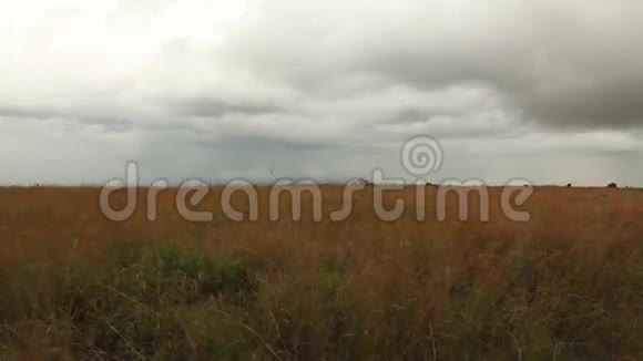 拔草肯尼亚国家公园视频的预览图