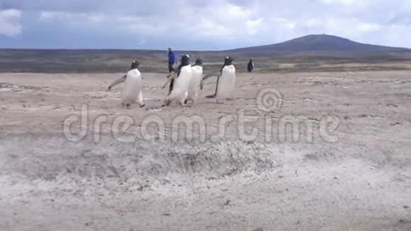 在福克兰群岛海滩上奔跑的Gentoo企鹅视频的预览图