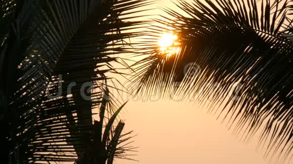 在棕榈叶的背景下大太阳的红日落之美令人惊叹视频的预览图