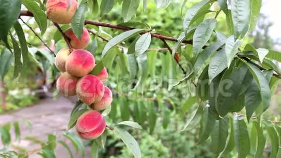 成熟的桃子在果园里的树上在寒风中颤抖视频的预览图