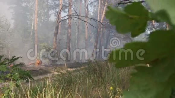 森林火灾烟雾燃烧的树木前面是绿色植被风吹吹风视频的预览图