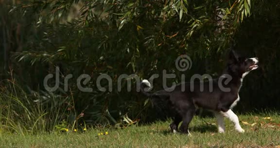 边境牧羊犬在草地上奔跑的年轻雄性诺曼底视频的预览图