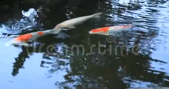 日本静冈县久郎村池塘里的游泳鲤鱼视频的预览图