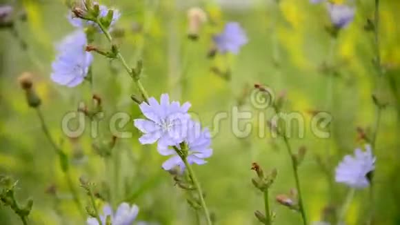 盛开的菊苣在风中摇曳视频的预览图