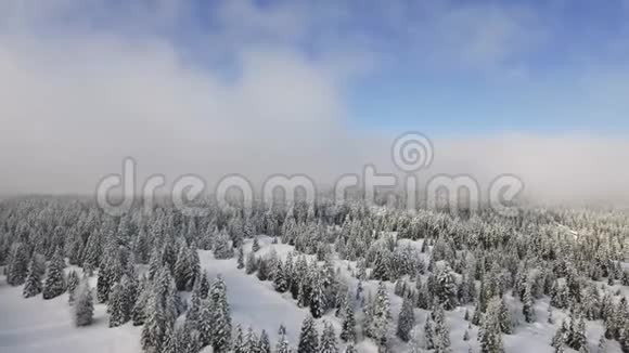 瑞士朱拉山上的雪树和森林视频的预览图