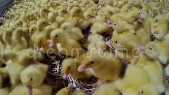 家禽农场围场里可爱的小鸭子视频的预览图