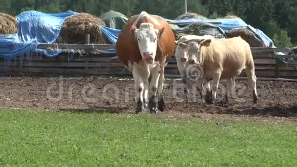 牛牧场的牛视频的预览图