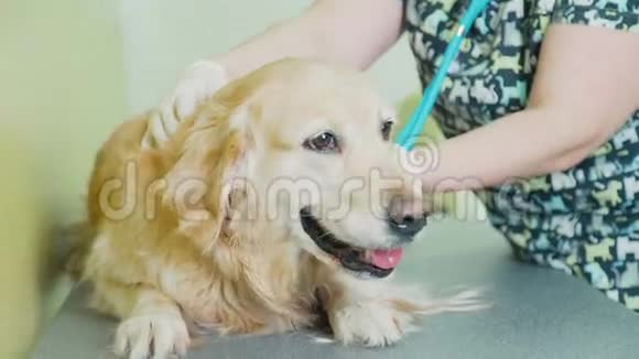 去检查一只黄色的拉布拉多犬入院兽医医院视频的预览图
