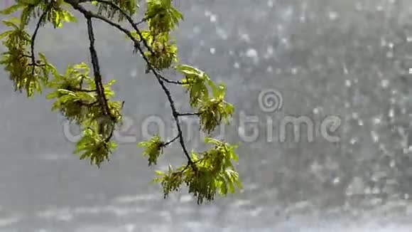 一棵树在风中摇曳的花瓣背景工作喷泉视频的预览图