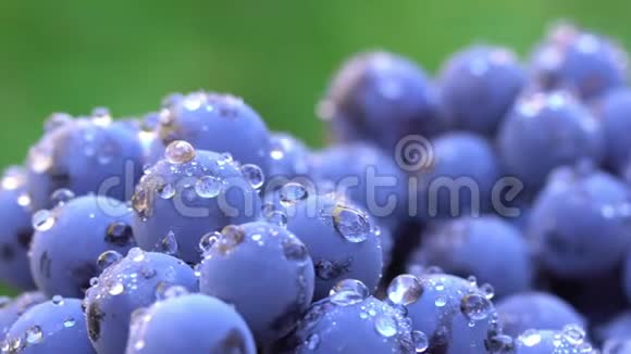 葡萄用于生产葡萄酒的黑葡萄宏观射击视频的预览图