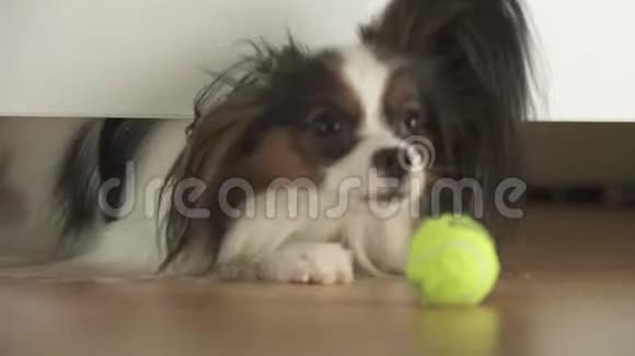 狗狗Papillon看了看床下并试图在客厅里接球的股票录像视频的预览图