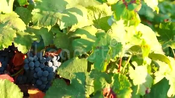 放在葡萄园里的红葡萄包视频的预览图