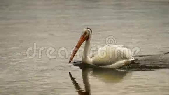 白鸟黄石河野生动物视频的预览图