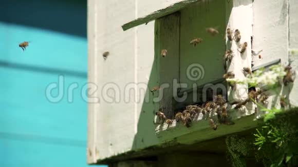 蜜蜂飞到蜂巢缓慢地飞出蜂巢视频的预览图