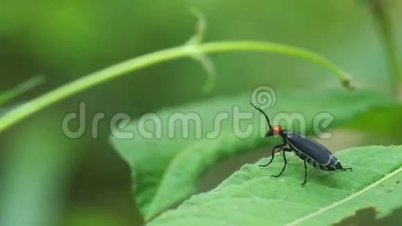 绿叶上的水泡甲虫视频的预览图