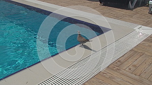 一只小鸽子从游泳池里喝水视频的预览图