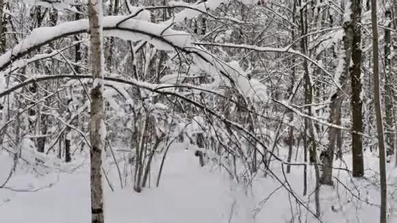 在寒冷多雪的冬日树木覆盖着新鲜的雪视频的预览图
