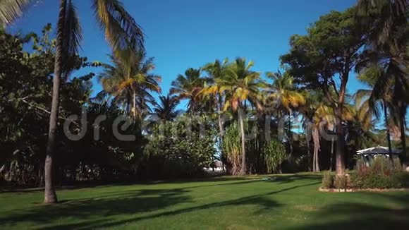 棕榈树的叶子在风中发展视频的预览图