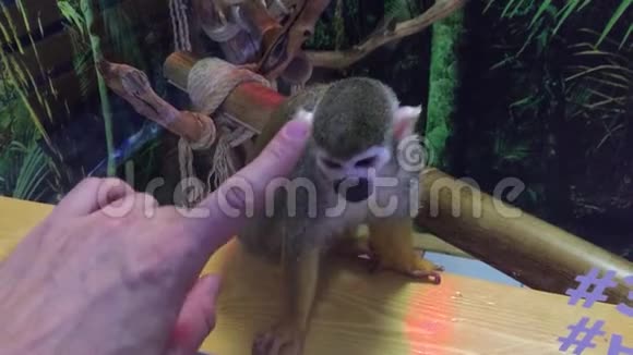 愤怒的猴子联系动物园猴子绕着玻璃笼跑视频的预览图